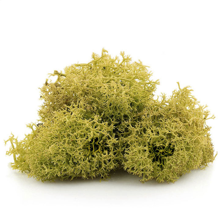 Islandski mah 12 g – Rumen