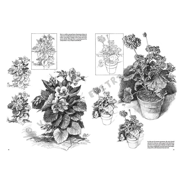 Leonardo Collection 21 Flowers Drawing Book – pogled 4