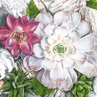 Serviete za decoupage Succulent Plants and Stones Composition - 1 kos