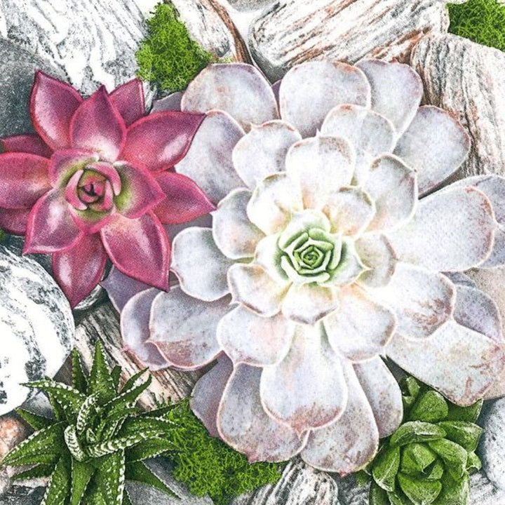 Serviete za decoupage Succulent Plants and Stones Composition - 1 kos