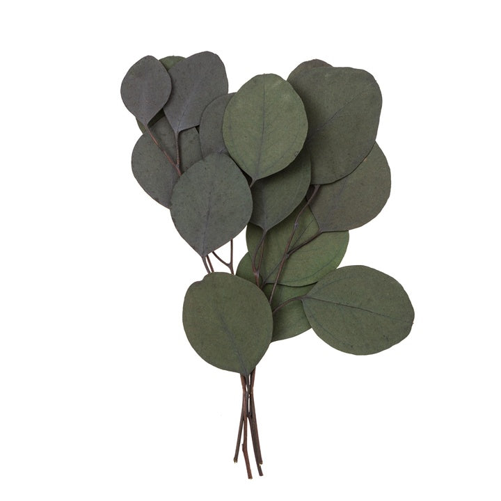 Stabiliziran evkaliptus Populus - zelena / 4 stebla, 20 cm