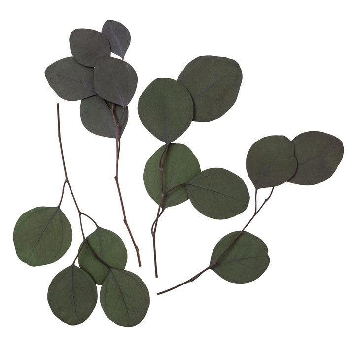 Stabiliziran evkaliptus Populus - zelena / 4 stebla, 20 cm – pogled 2